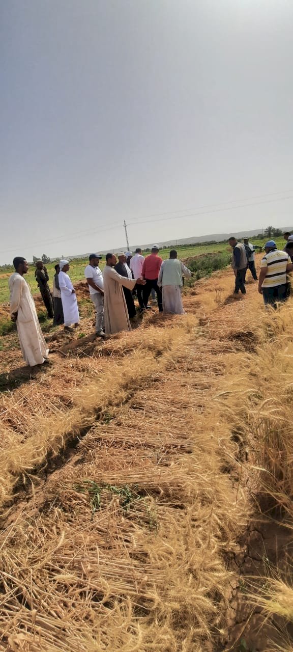 الزراعة تنظم يوم حصاد موسع في وادي النقرة بمحافظة أسوان