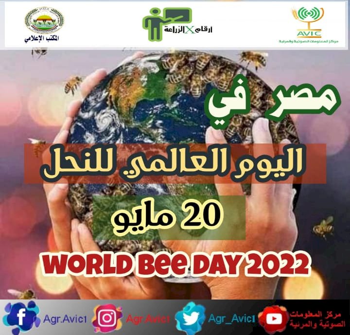 مناسبة اليوم العالمي للنحل.. تعرف على أبرز الارقام حول النحل والعسل في مصر
