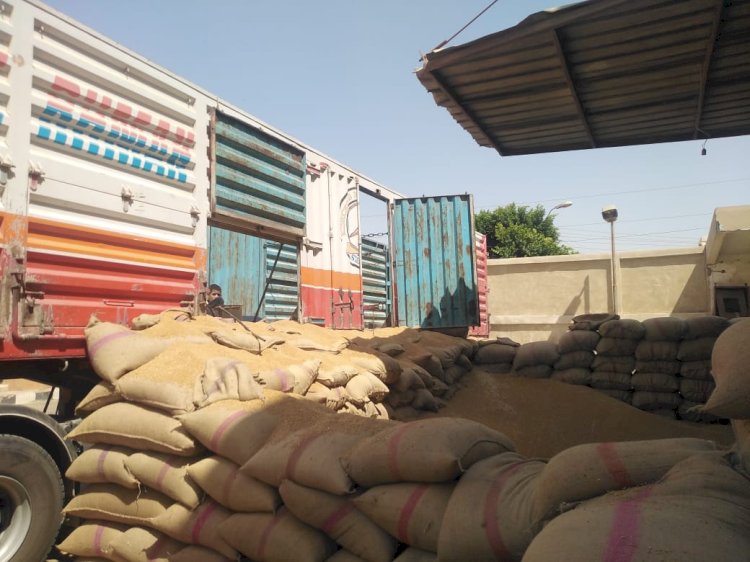الزراعة:  تقوم باعداد تقاوي القمح للموسم الجديد بمشروع مستقبل مصر الزراعي