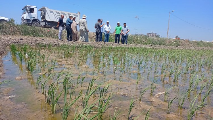 الزراعة :مدير معهد المحاصيل الحقلية يتفقد البرامج البحثية الصيفيه بمحطه سخا بكفر الشيخ