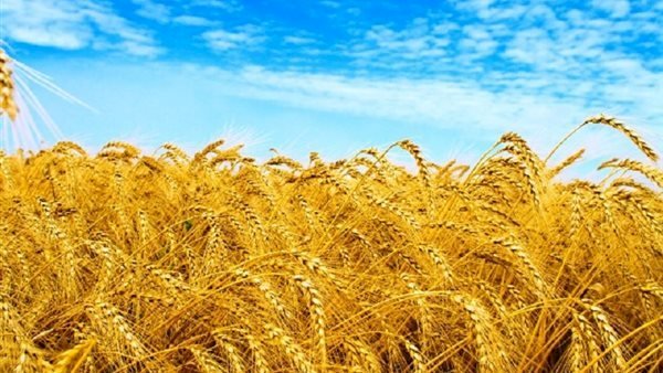 الحصري: قرض دعم الأمن الغذائى يضمن توفير القمح