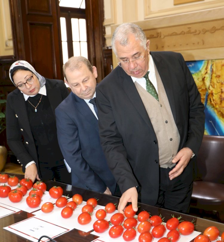وزير الزراعة يتابع نتائج تقييم بعض الهجن وأصناف الطماطم في إطار البرنامج الوطنى لإنتاج التقاوي