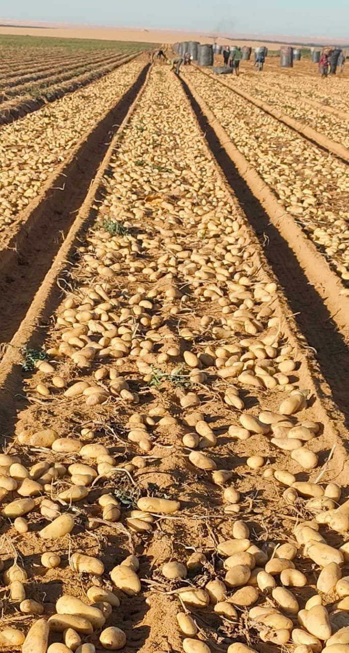 الزراعة: فحص ٥٢٧ الف طن بطاطس للتصدير خلال الربع الأول من العام الجاري