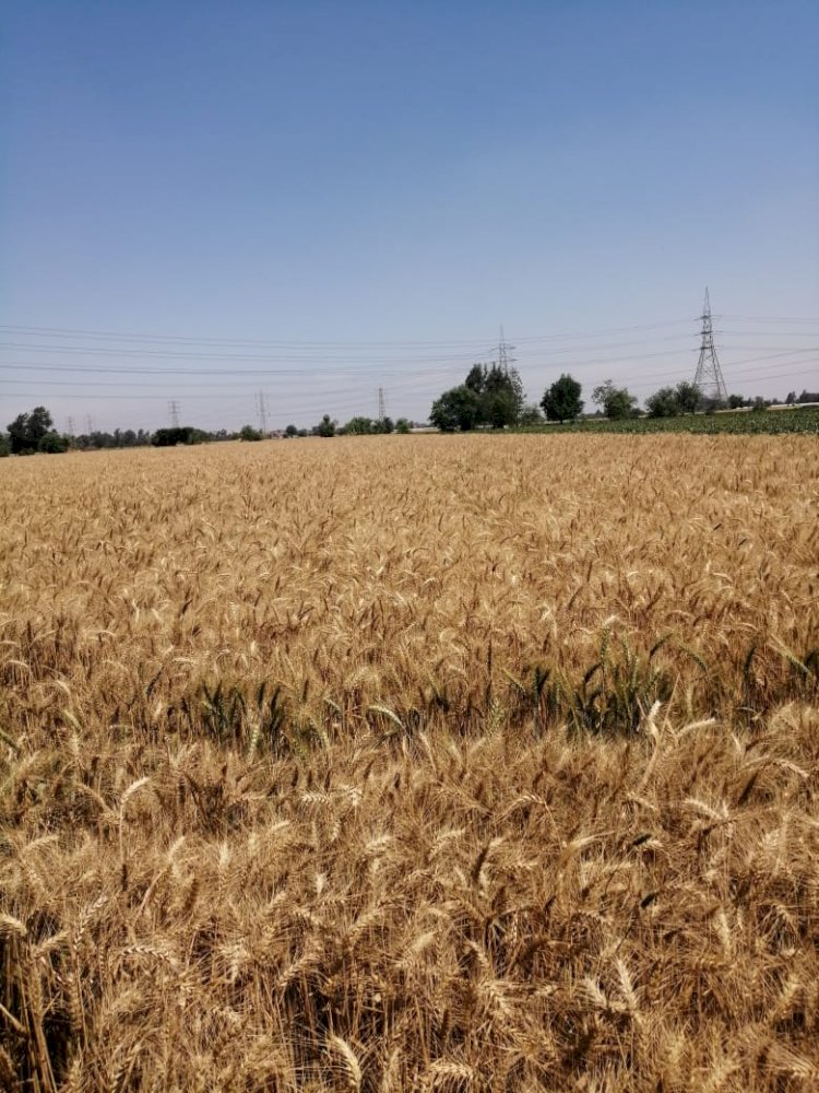 الزراعة تواصل المتابعة والاطمئنان على محصول القمح في محافظات الجمهورية قبل بدء الحصاد