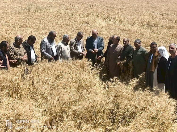 الزراعة تواصل المرور على القمح استعدادا للحصاد وتحث المزارعين على توريد المحصول