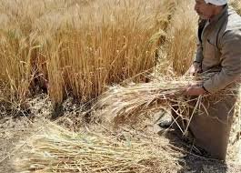 وزير التموين:  يحظر نقل القمح المحلى الناتج من موسم حصاد 2023 من مكان لآخر إلا بموافقة من مديرية التموين