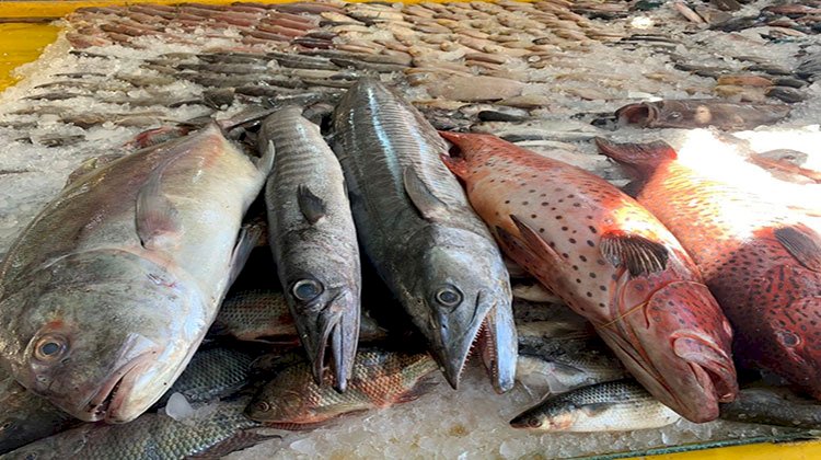 منع تداول أسماك البحر الأحمر في المطاعم والمحلات التجارية