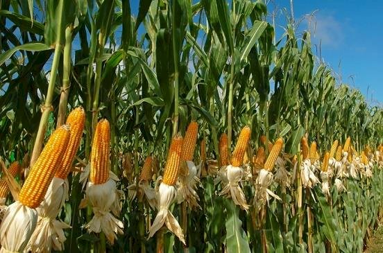 زراعة سوهاج تستهدف زراعة 170 ألف فدان بالمحاصيل الصيفية