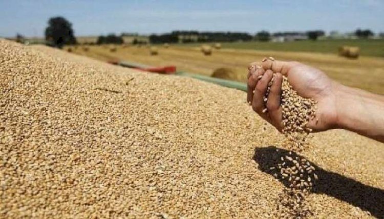 حقيقة تعثر مصر في سداد مدفوعات وارداتها من القمح المستورد
