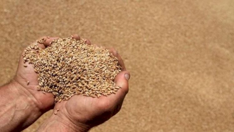 التموين: احتياطي القمح يكفى أكثر من 5.9 شهر