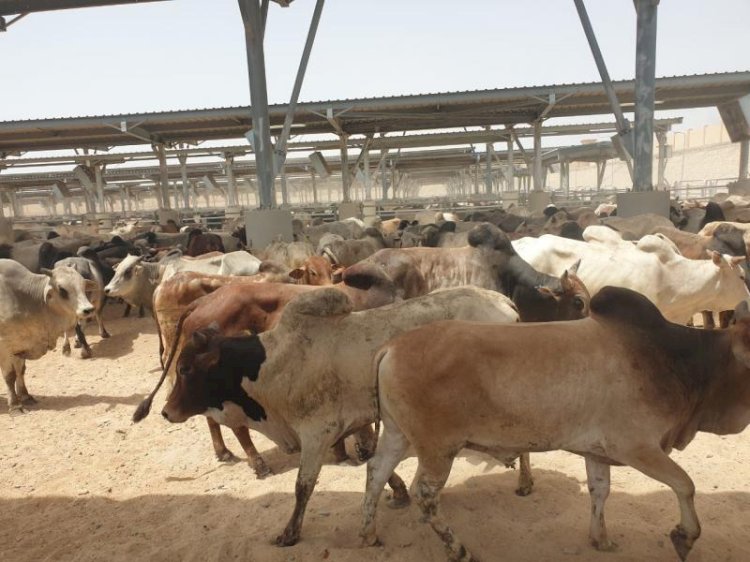 التموين تطرح لحوم 5 آلاف رأس ماشية من جيبوتى بالأسواق قبل عيد الأضحى