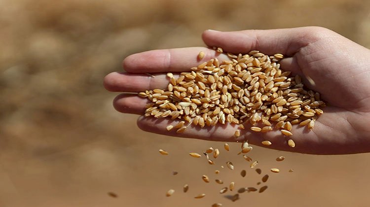 ارتفاع أسعار القمح العالمية أكثر من 10% في أسبوع