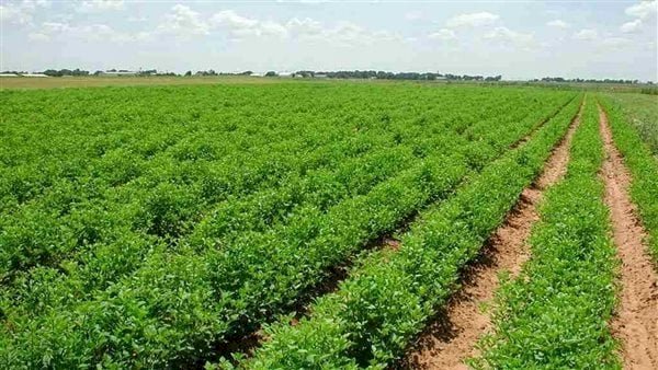 برلماني: معاقبة المتعدين على الأراضي الزراعية ضرورة للتنمية المستدامة