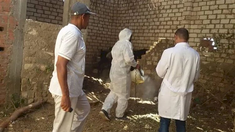 رش وتطهير الزرايب لحماية الماشية من الأمراض بمدينة القصير