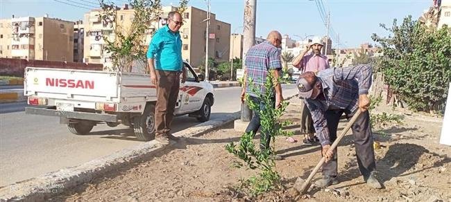 محافظة بنى سويف تستعد لبدء تنفيذ المرحلة الثانية من "100 مليون شجرة"