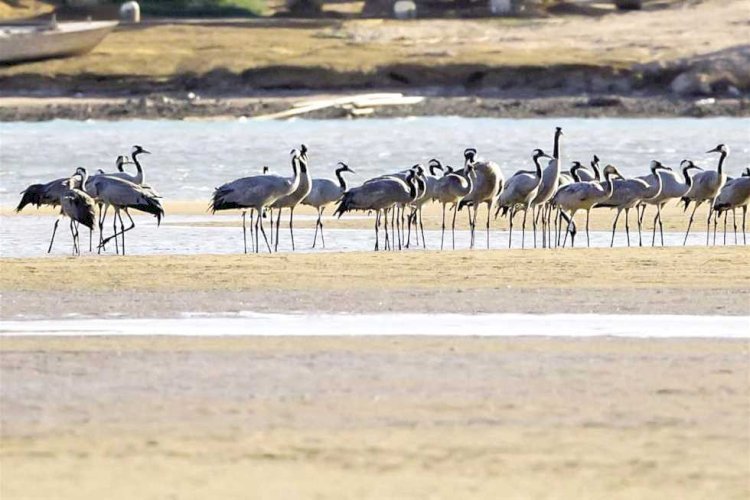 وزارة البيئة تستعرض التجربة المصرية فى حماية الطيور  المهاجرة .. تفاصيل 