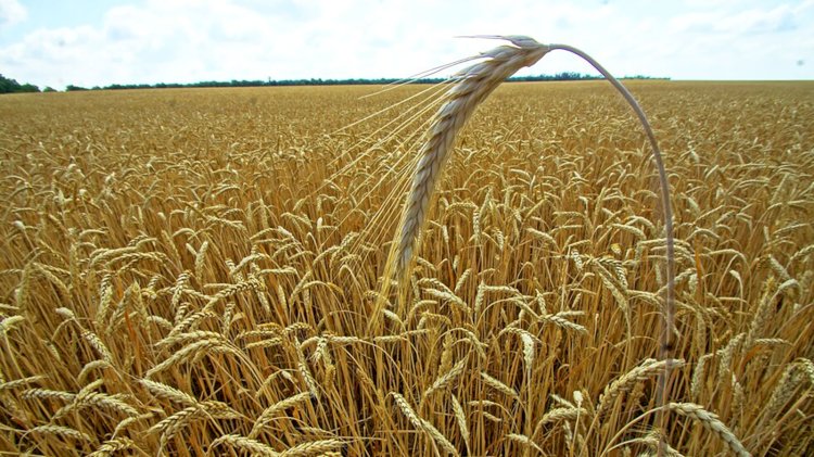 الزراعة تطبق دورة القمح الموسم القادم لتغطية 100% من المساحة المستهدفة