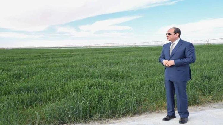 الزراعة: الرئيس السيسي يتابع مشروعات قطاع الزراعة ولن نشهد أزمة جديدة في الأرز