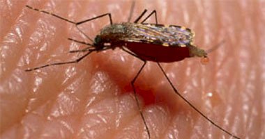 الملاريا.. الأعراض الشائعة وطرق الوقاية والعلاج