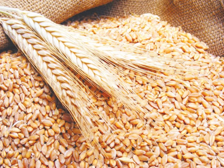 وزير التموين يفتتح صومعة حقلية لتخزين القمح بالشرقية غدا