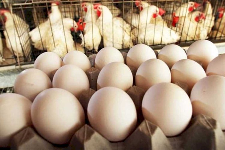شعبة الدواجن: 25% نمو فى حجم الطلب على البيض مع دخول المدارس