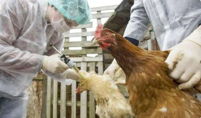 حقيقة ظهور حالات بشرية مصابة بسلالة جديدة من أنفلونزا الطيور