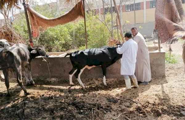 تحصين 87 ألف رأس ماشية ضد الحمى القلاعية والوادي المتصدع بالمنوفية   