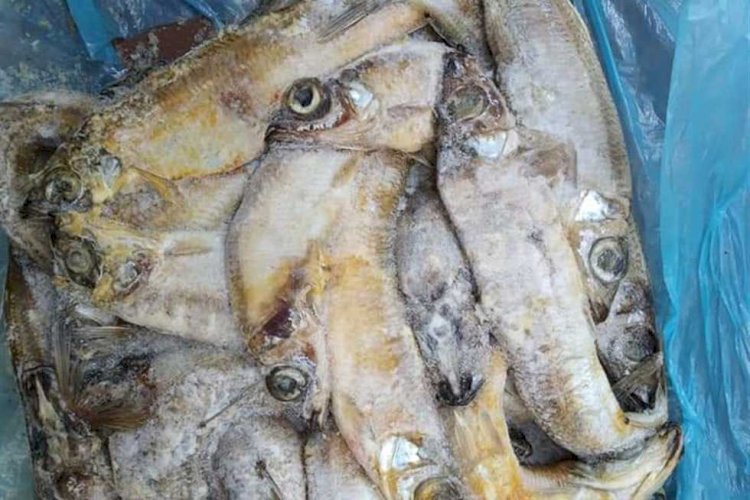 طبيبة تكشف عن الأسماك المجمدة الفاسدة بالأسواق