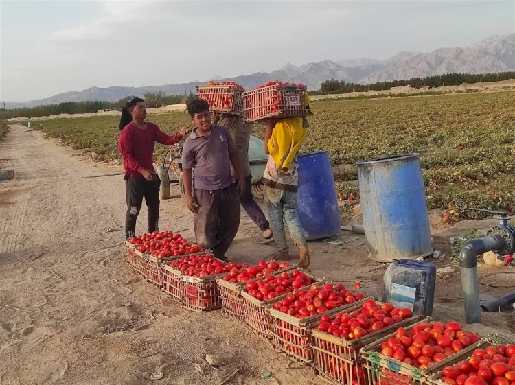 الزراعة تنظم يوم حقلي للاطلاع على نتائج اصناف الطماطم بالبرنامج الوطني لانتاج تقاوي الخضر