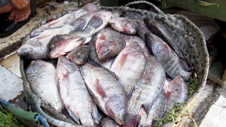 زراعة الشيوخ تناقش مقترحات التوسع في إنتاج الأسماك