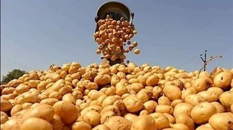 وزير الزراعة يعلن فتح أسواق المغرب أمام البطاطس وأسواق كندا أمام الفراولة
