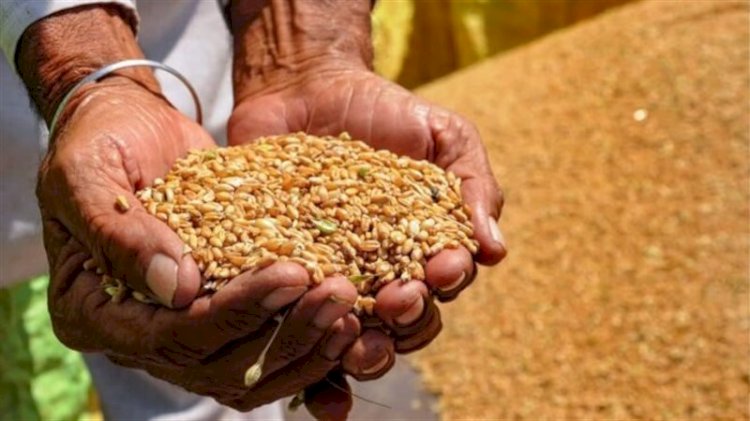 وزير التموين: بدء موسم توريد القمح المحلى الإثنين ونستهدف استلام 3.5 مليون طن
