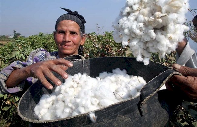 البحوث الزراعية: مصر تنتج 20% من القطن طويل التيلة عالميا