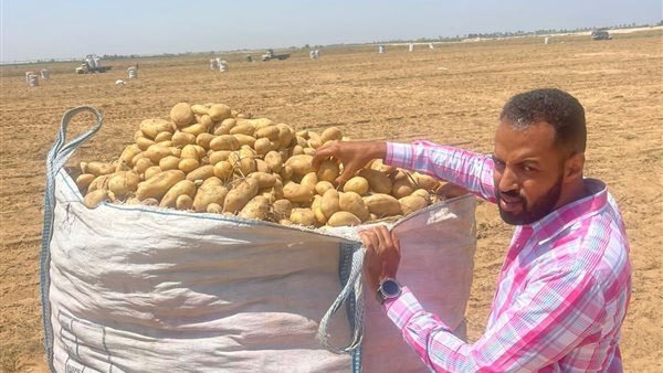 الزراعة: استمرار مكافحة العفن البني في البطاطس خلال الإجازات