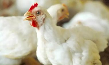 أسعار الدواجن في الأسواق اليوم الثلاثاء