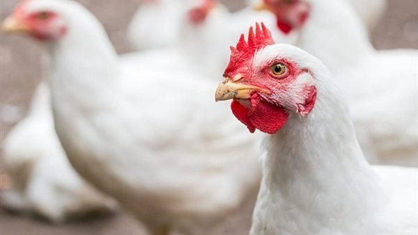 أسعار الدواجن في الأسواق اليوم السبت