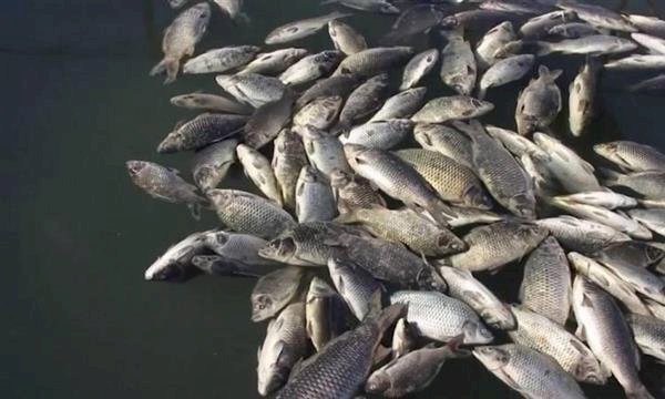 حقيقة تداول أسماك نافقة بالأسواق إثر حدوث ظاهرة زبد البحر بمحافظة بورسعيد