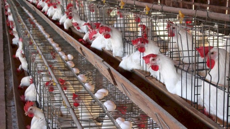 أسعار الدواجن والبيض في مصر اليوم الإثنين