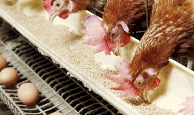 أسعار الدواجن والبيض في مصر اليوم السبت