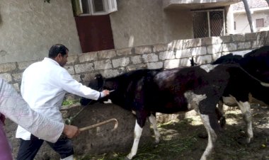 "الزراعة" تكثف جهود التقصي ومتابعة المزارع والأسواق وتواصل أعمال الحملة القومية لتحصين الماشية ضد الحمى القلاعية