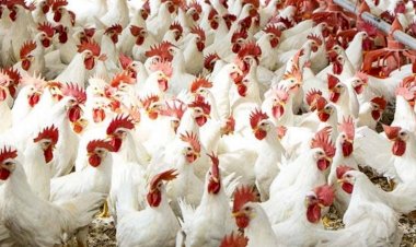 أسعار الدواجن والبيض في مصر اليوم السبت