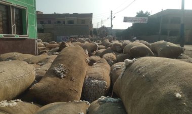 ▪︎"الزراعة" تضرب بيد من حديد: ضبط شونة ضخمة لتخزين وبيع القطن "بدون ترخيص" في الشرقية