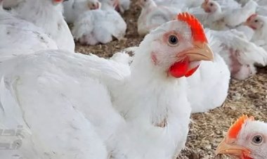 أسعار الدواجن والبيض في مصر اليوم السبت   