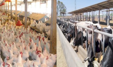"الزراعة" تصدر 429 ترخيص تشغيل لأنشطة الإنتاج الحيواني والداجني