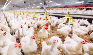 أسعار الدواجن والبيض في مصر اليوم السبت