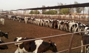 "الزراعة": المشروع القومي لإحياء البتلو ساهم في تحقيق طفرة في إنتاج مصر من اللحوم والألبان