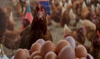 أسعار الدواجن والبيض في مصر اليوم الأحد