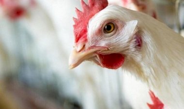 أسعار الدواجن والبيض في مصر اليوم الإثنين