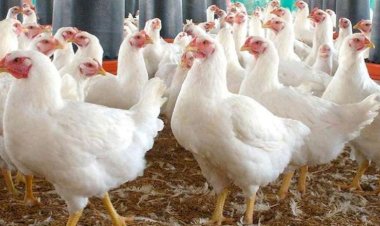 أسعار الدواجن والبيض في مصر اليوم الثلاثاء