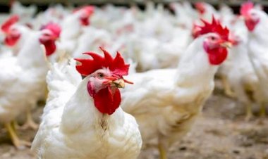 أسعار الدواجن والبيض في مصر اليوم الجمعة